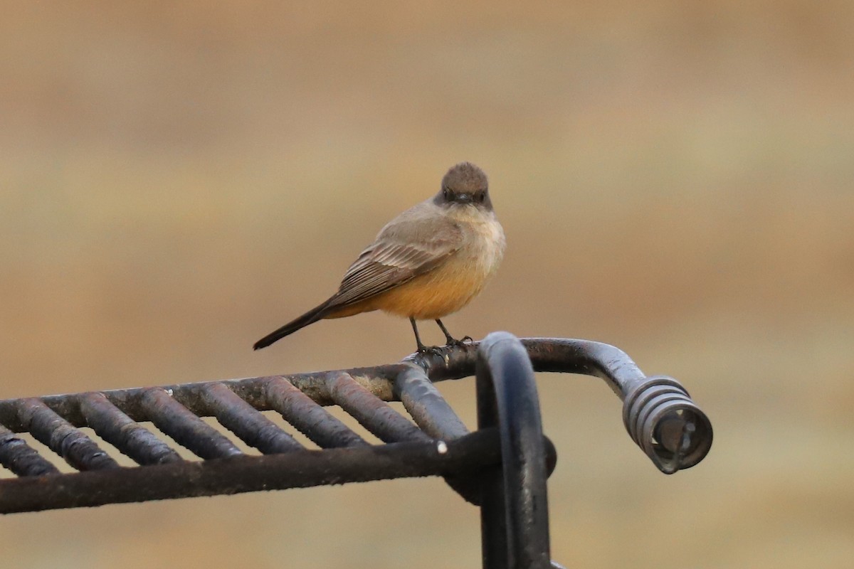 Say's Phoebe - ML290175641