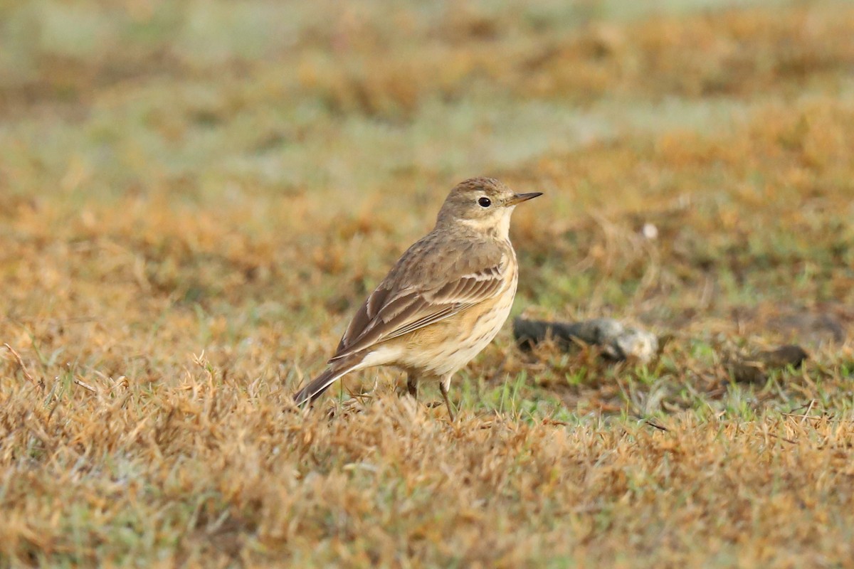 Pipit d'Amérique - ML290175691