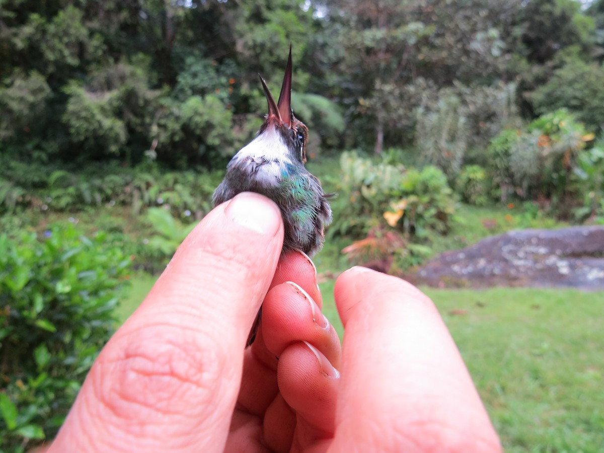 kolibřík bělohrdlý - ML290177821