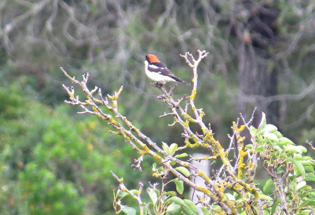 Woodchat Shrike - ML290178671