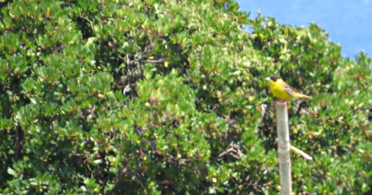 Black-headed Bunting - ML290178771