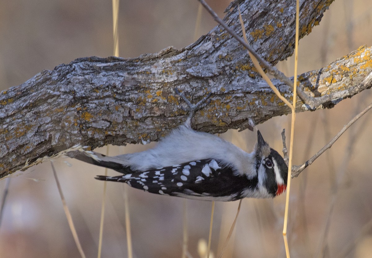 Downy Woodpecker - ML290179921