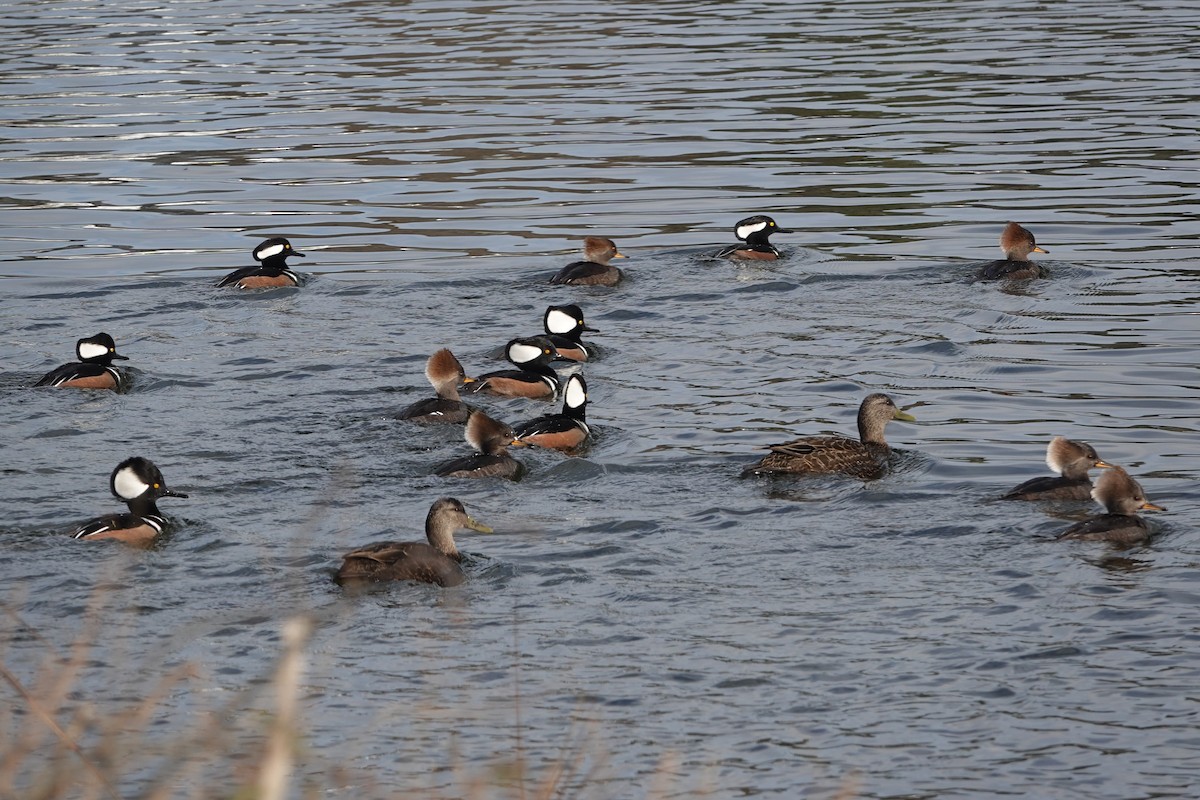 Hooded Merganser - Dorothy Wadlow