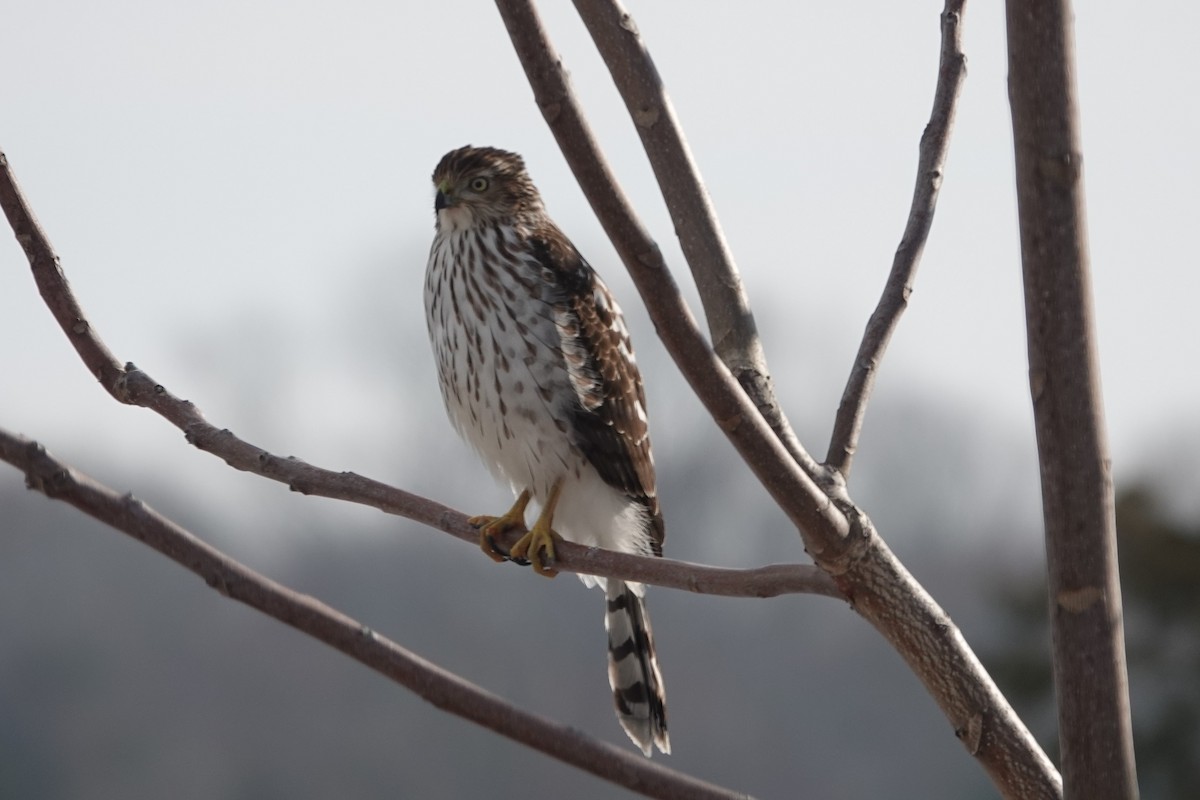 Cooper's Hawk - Dorothy Wadlow