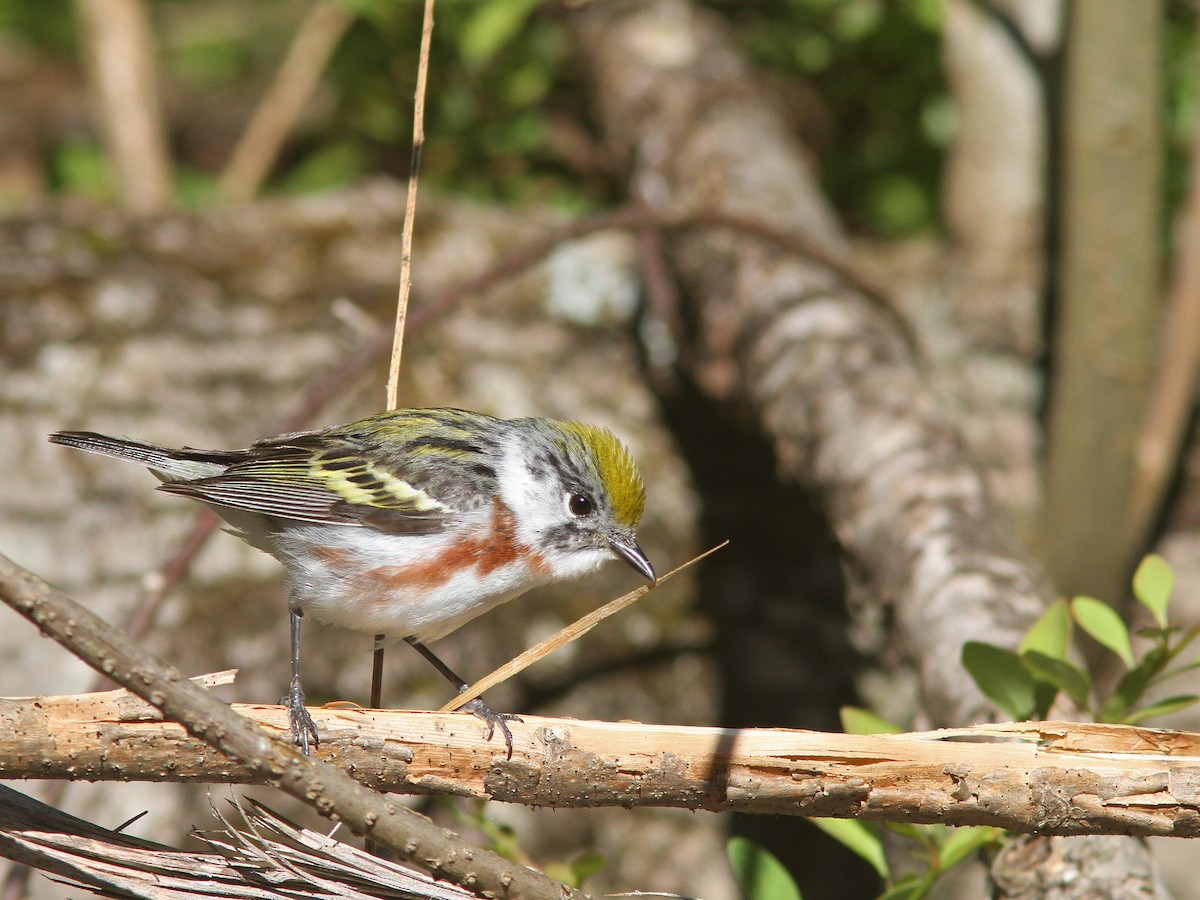 Chestnut-sided Warbler - Larry Therrien