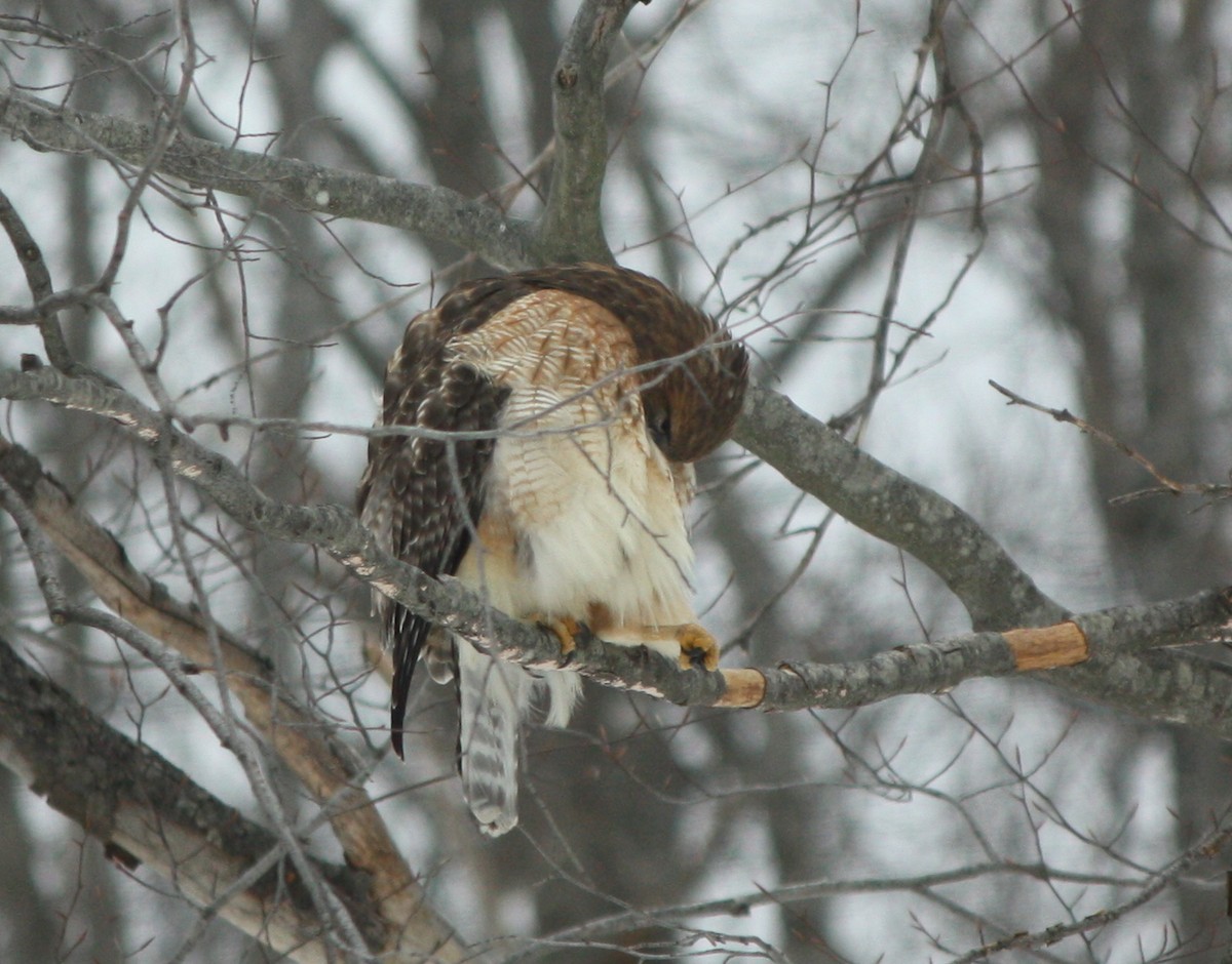 Red-shouldered x Red-tailed Hawk (hybrid) - ML290181781