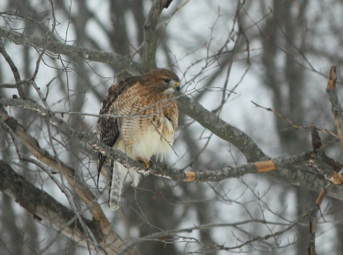 Red-shouldered x Red-tailed Hawk (hybrid) - ML290181791