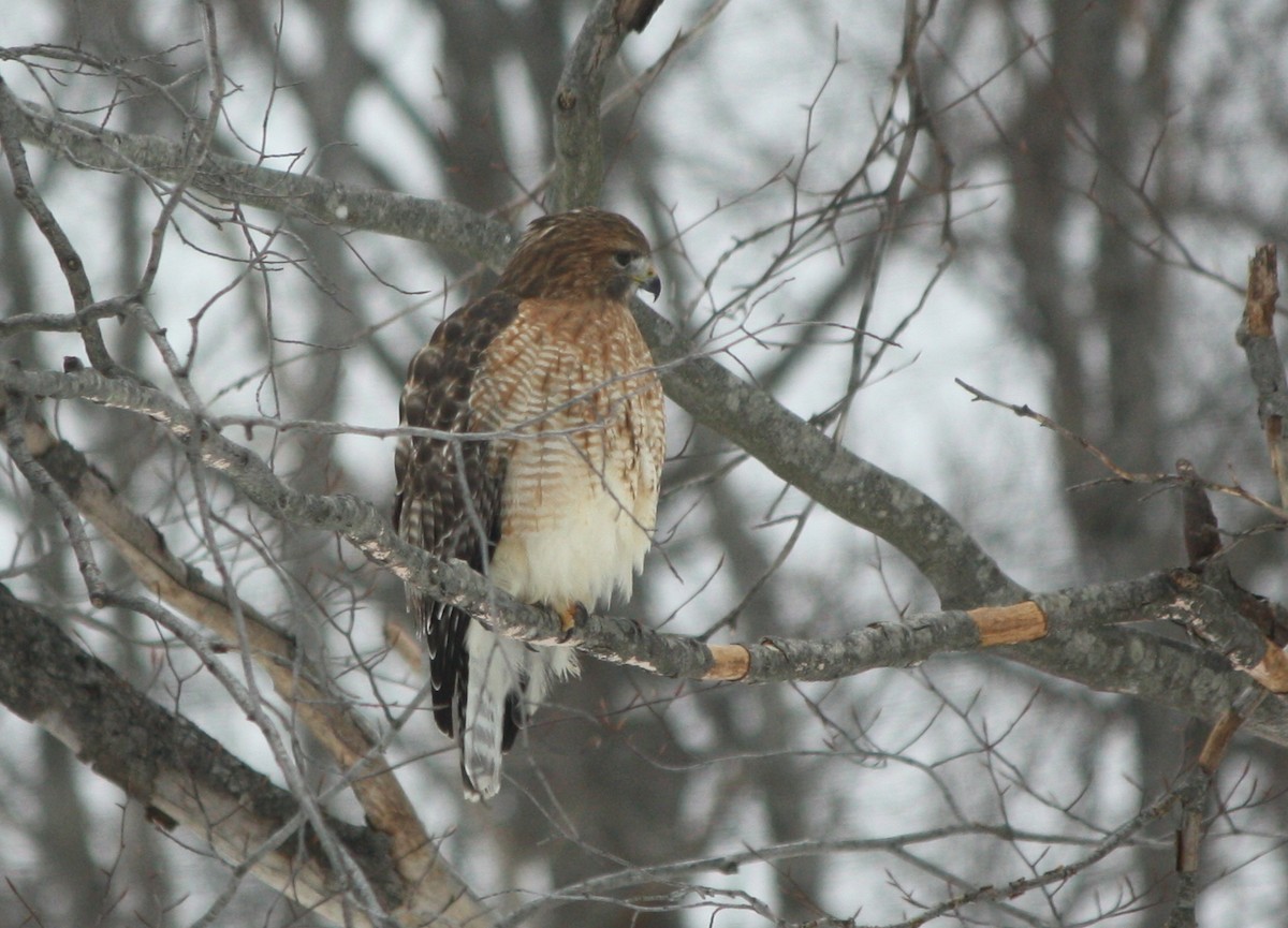 Red-shouldered x Red-tailed Hawk (hybrid) - ML290181801