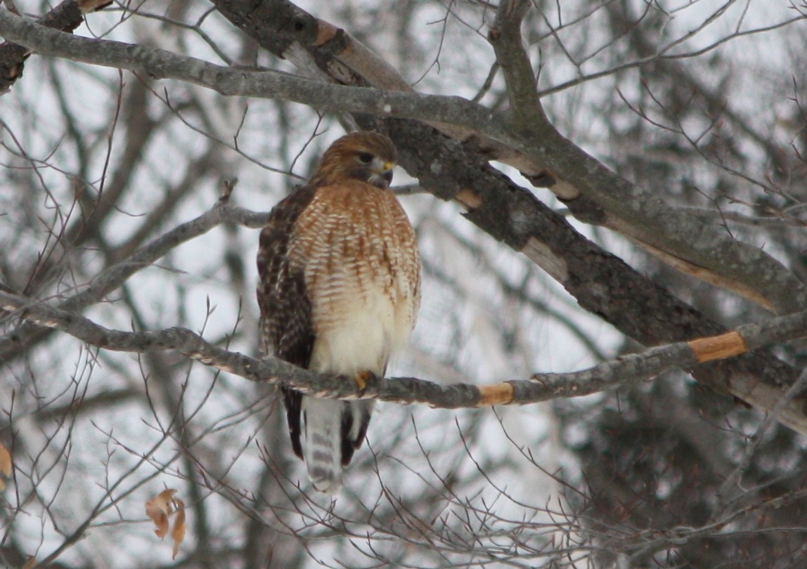 Red-shouldered x Red-tailed Hawk (hybrid) - Trevor Persons
