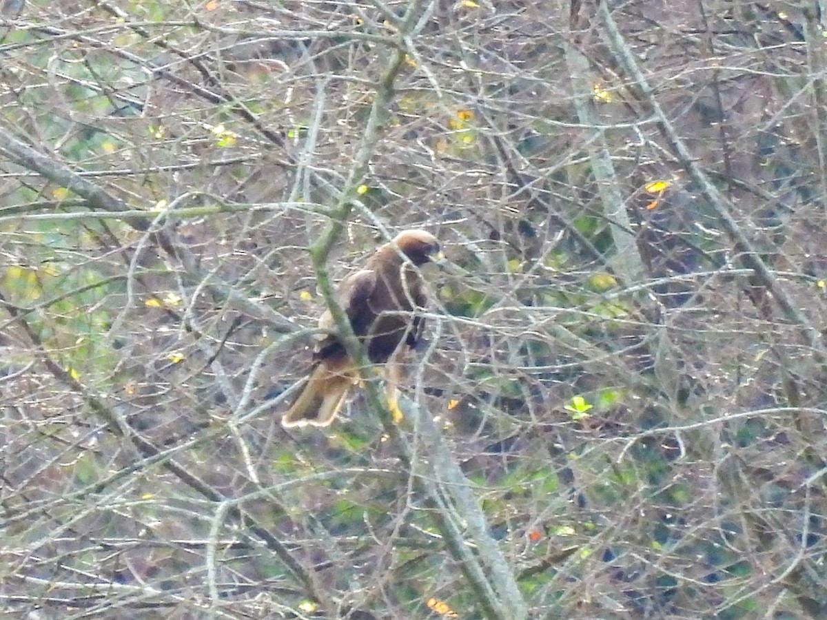 Booted Eagle - José Ramón Martínez