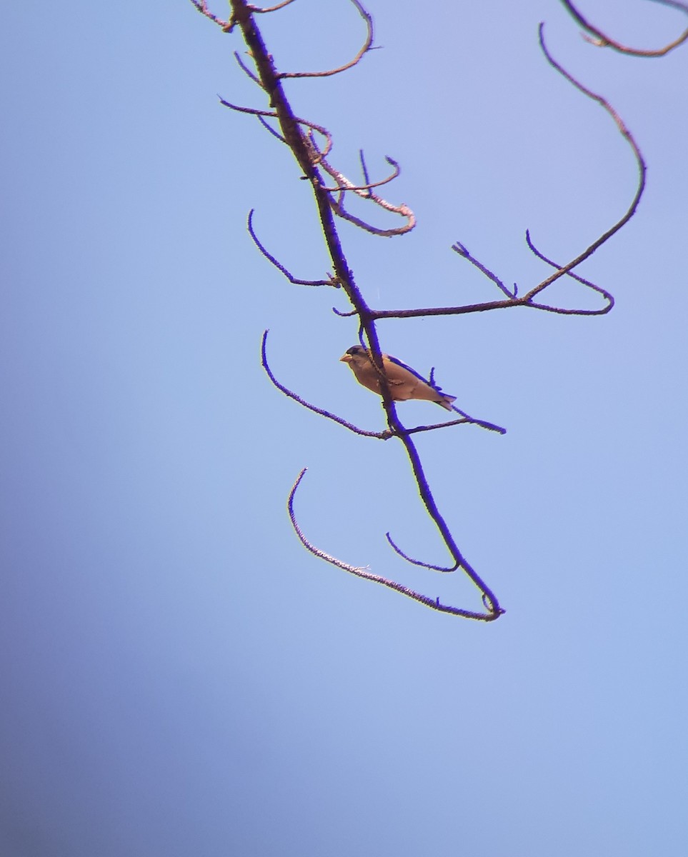 Evening Grosbeak (Eastern or type 3) - ML290183081