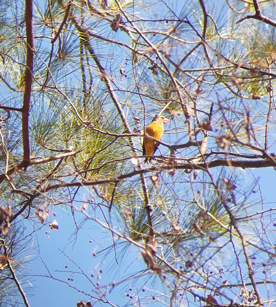 Evening Grosbeak (type 3) - ML290183091