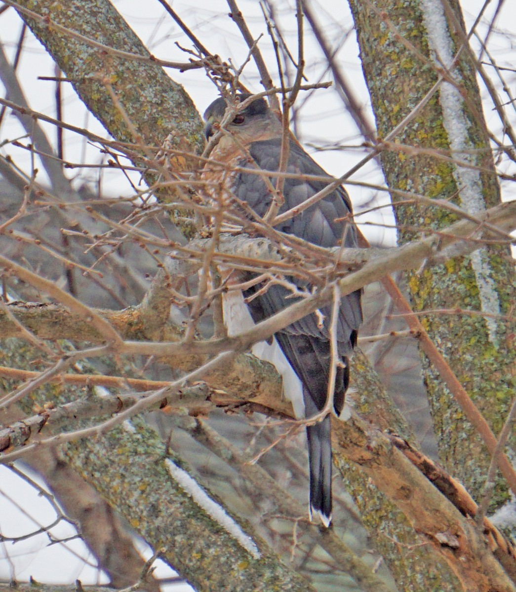 Cooper's Hawk - ML290184661