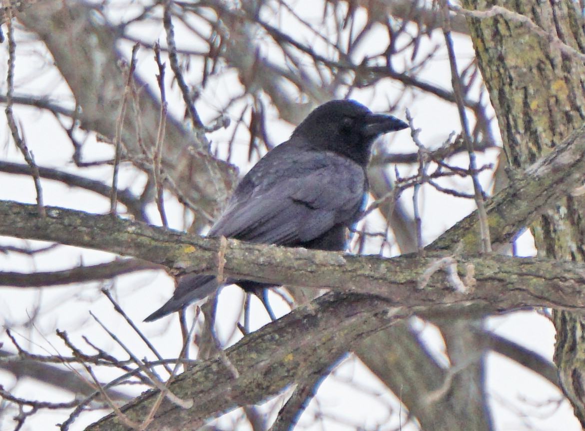 American Crow - ML290184721