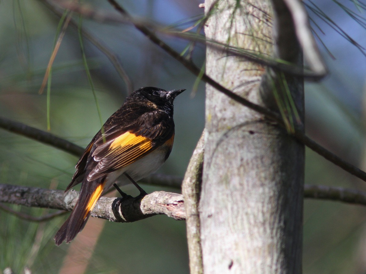 American Redstart - Larry Therrien