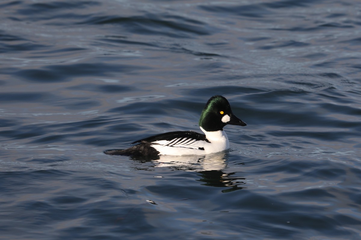 Common Goldeneye - John Bjorkman