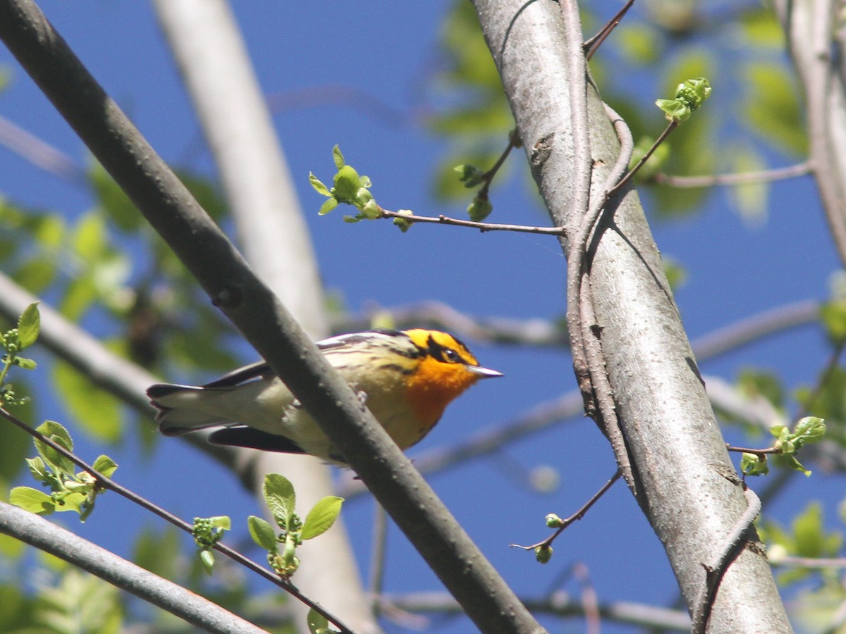 Blackburnian Warbler - ML29018781