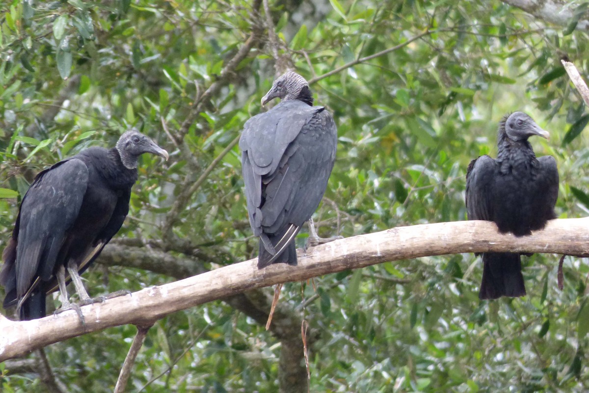 Black Vulture - ML290188981