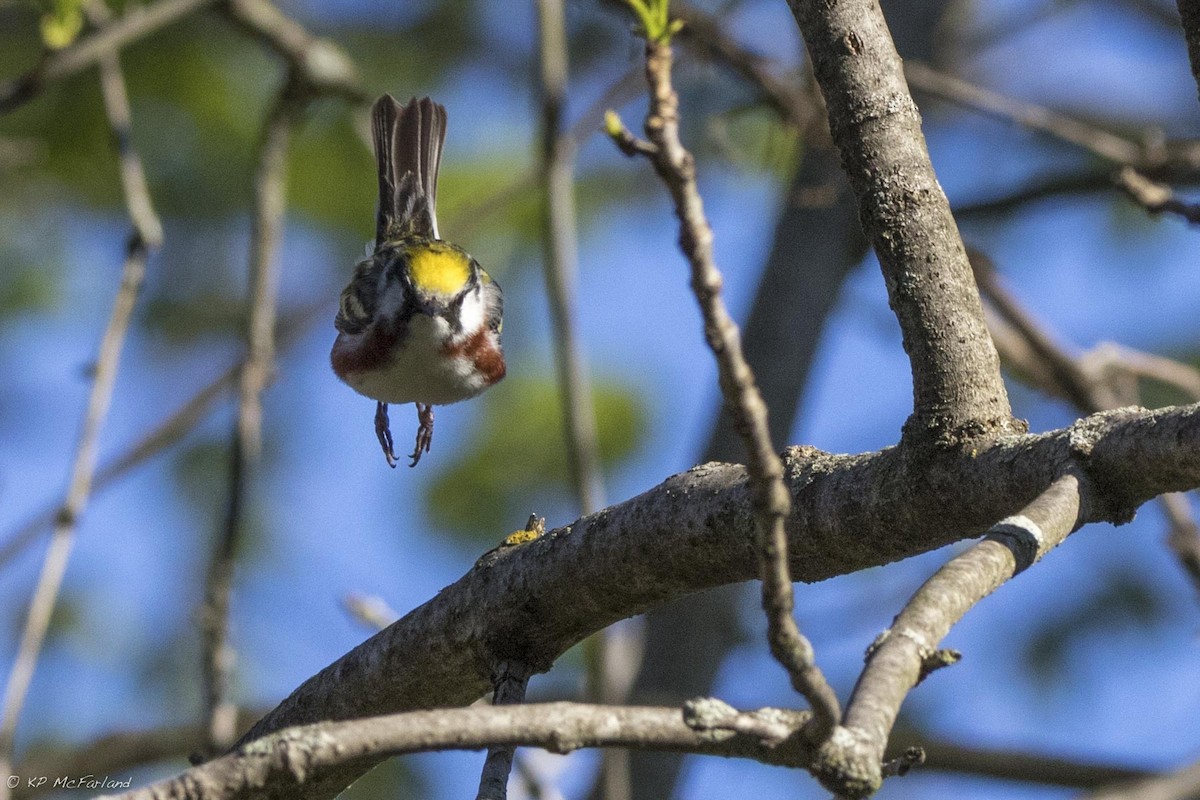 Chestnut-sided Warbler - Kent McFarland