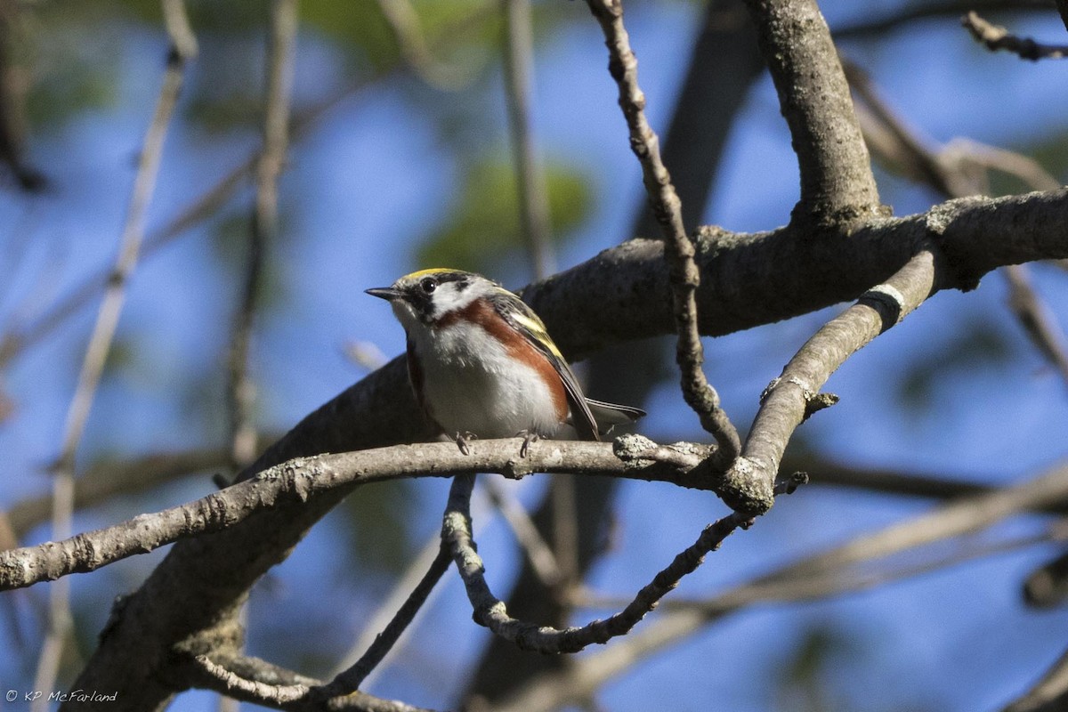 Chestnut-sided Warbler - ML29018931