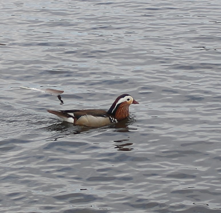 Mandarin Duck - ML290189351
