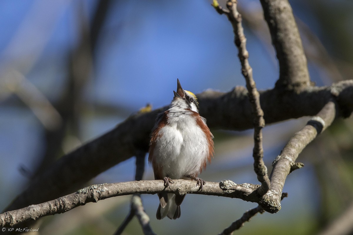 Chestnut-sided Warbler - ML29018941