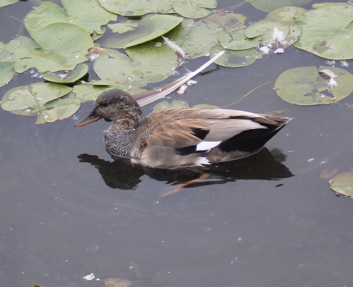 Gadwall - ML290189481