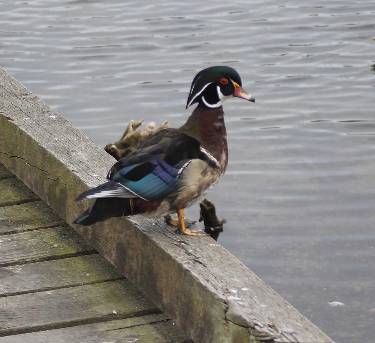 Wood Duck - ML290189631