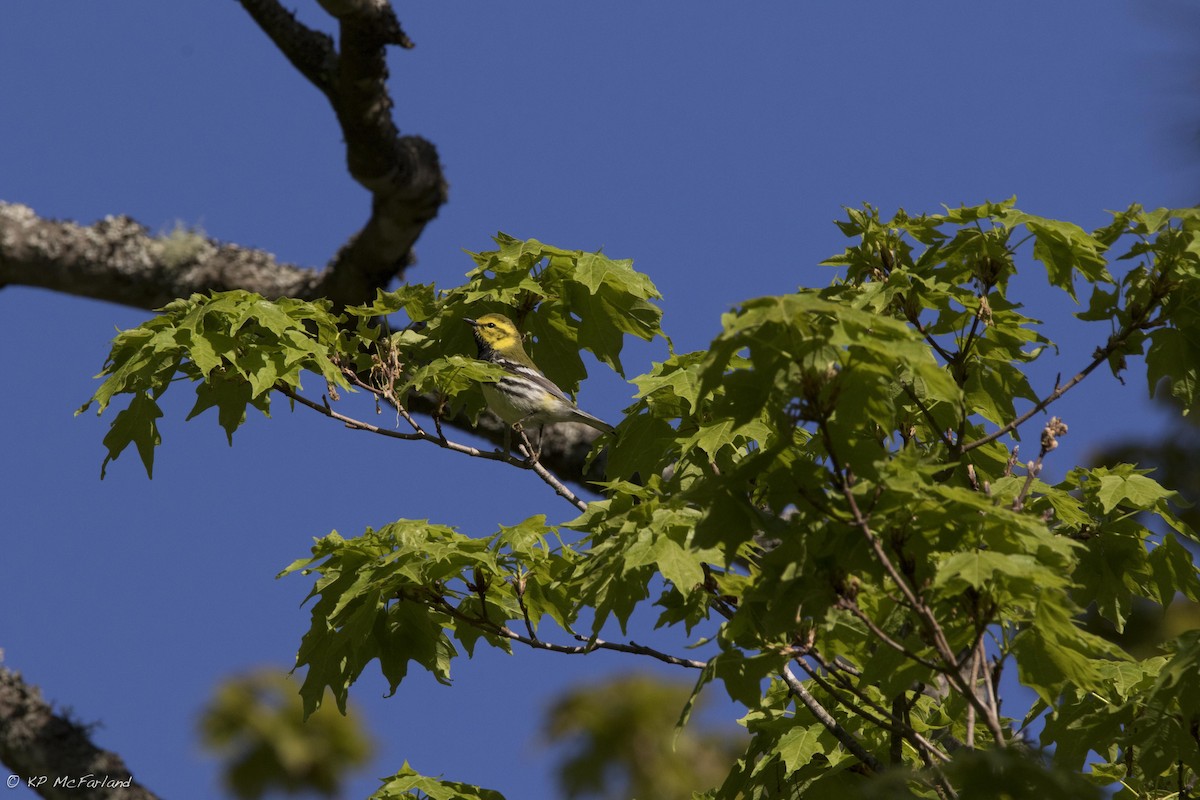 Black-throated Green Warbler - Kent McFarland
