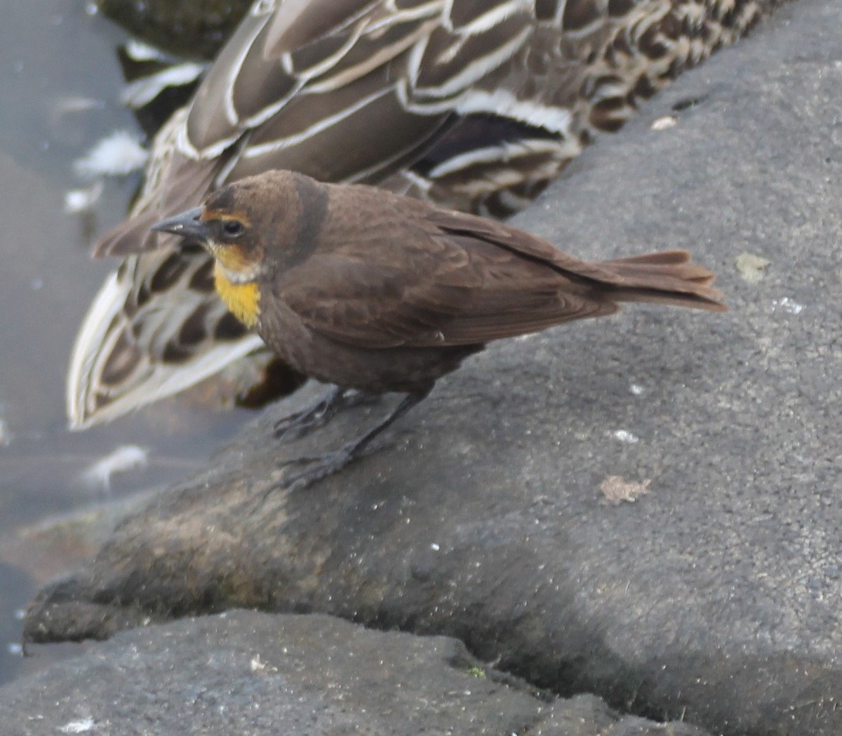 Yellow-headed Blackbird - ML290189871