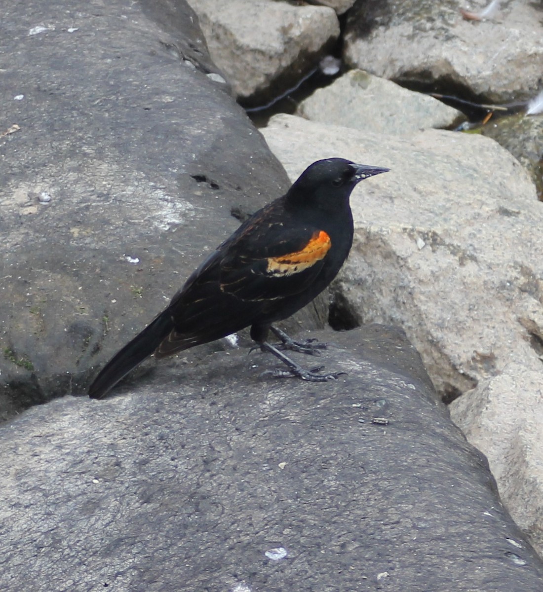 Red-winged Blackbird - ML290190001