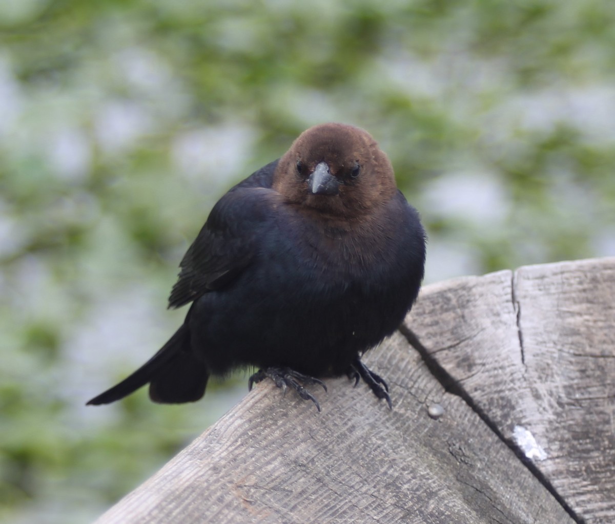 Brown-headed Cowbird - ML290190081