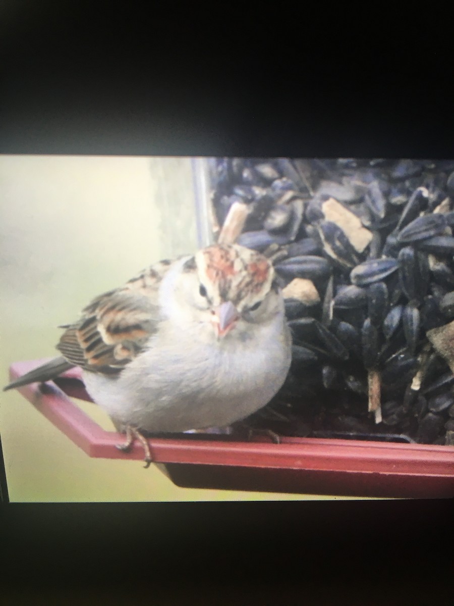 Chipping Sparrow - Patrick  Becker