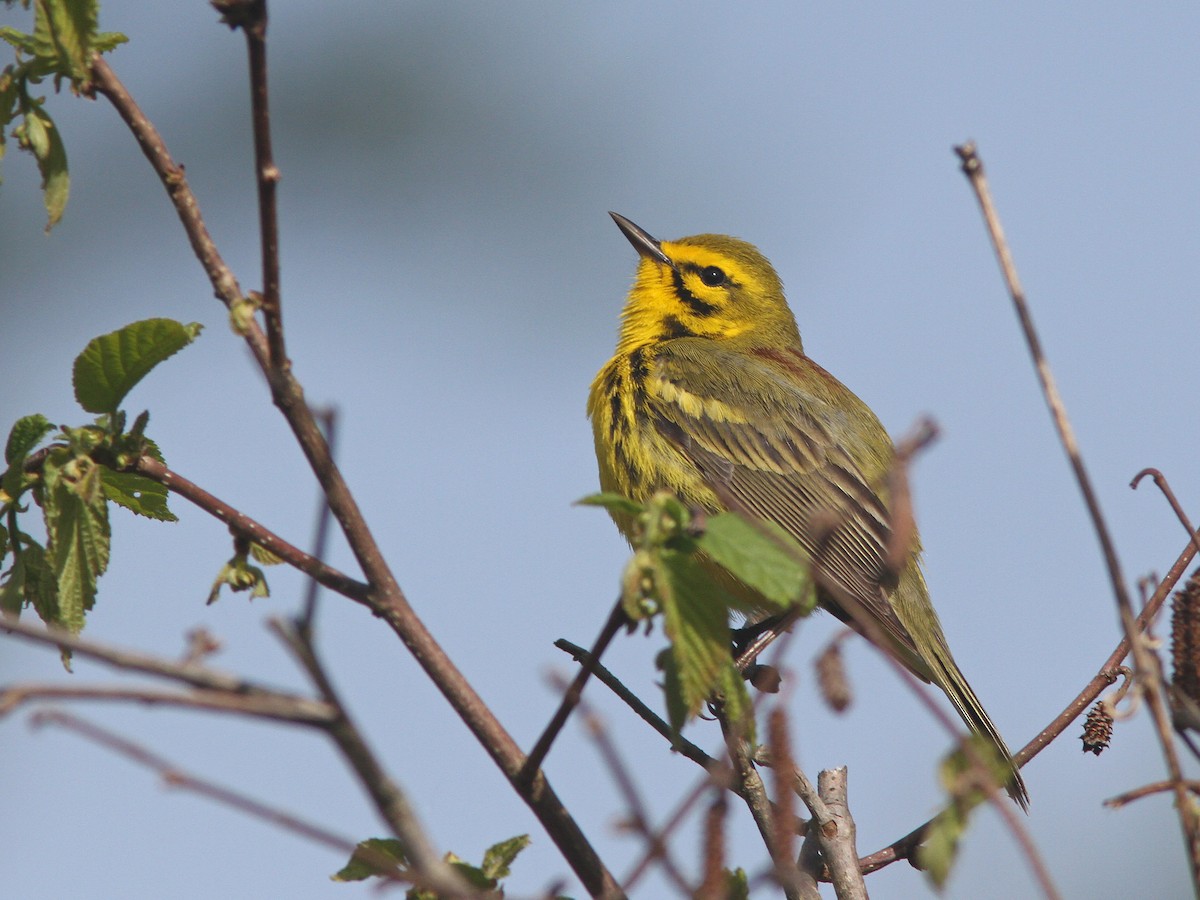 Prairie Warbler - ML29019061