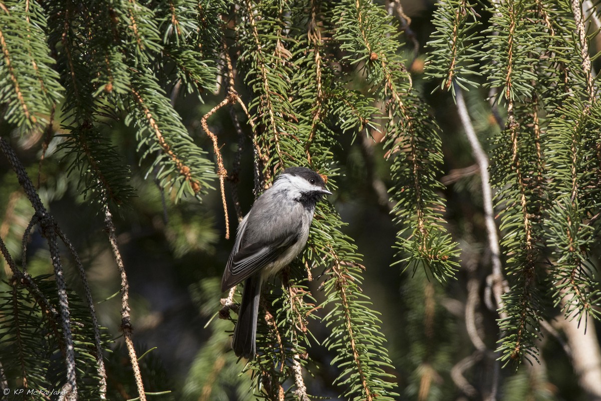 Black-capped Chickadee - ML29019111