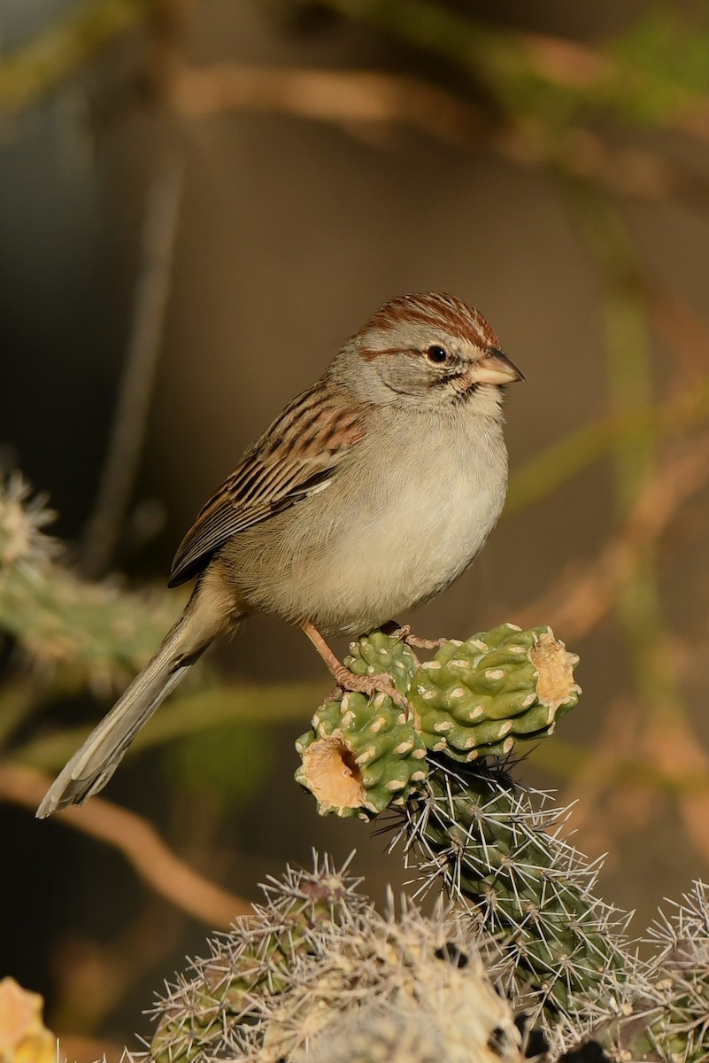 Rufous-winged Sparrow - Tony Battiste