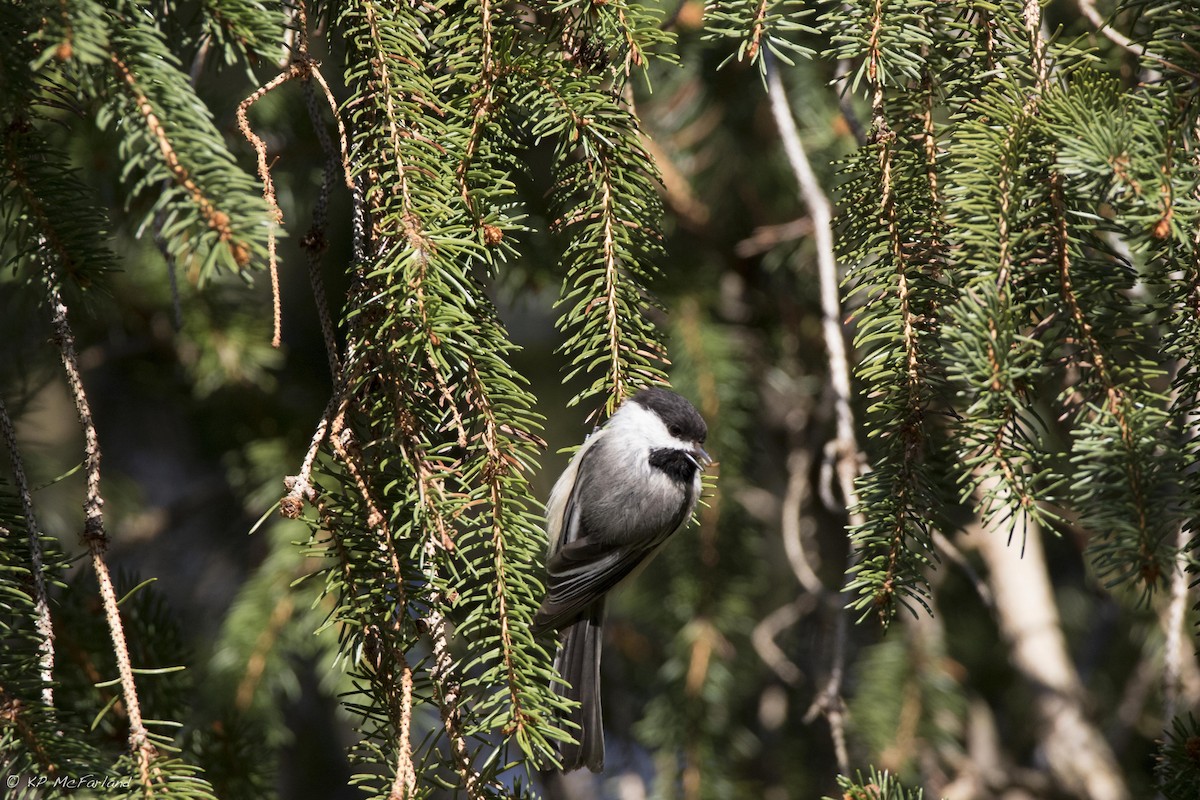 Black-capped Chickadee - ML29019121