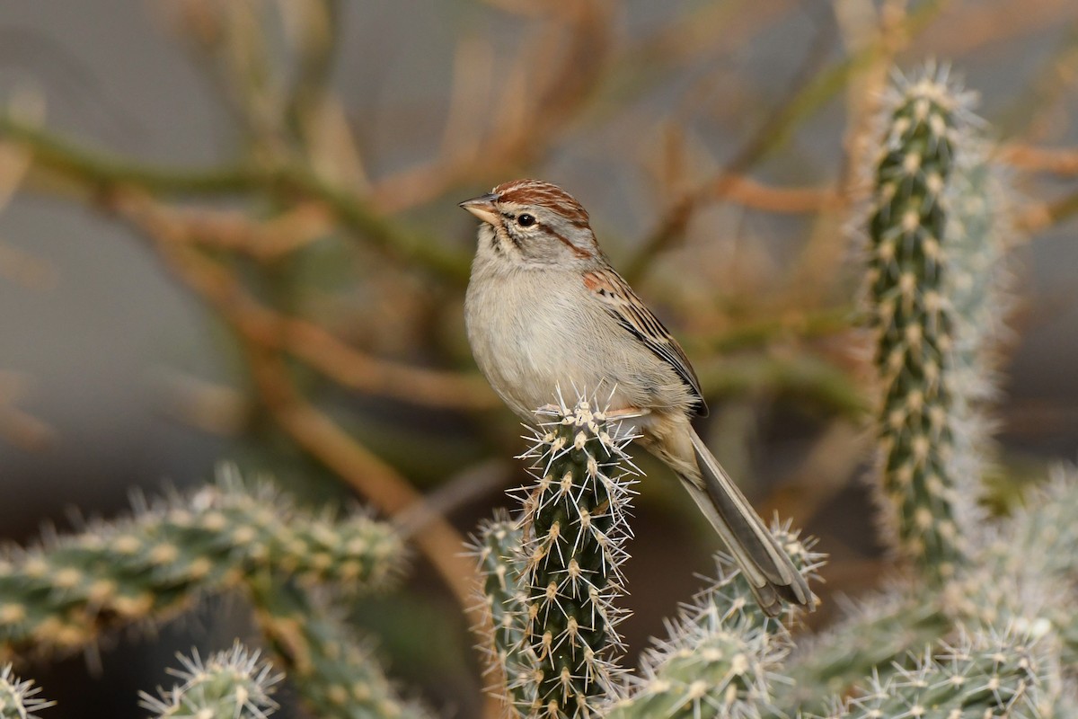 Rufous-winged Sparrow - Tony Battiste