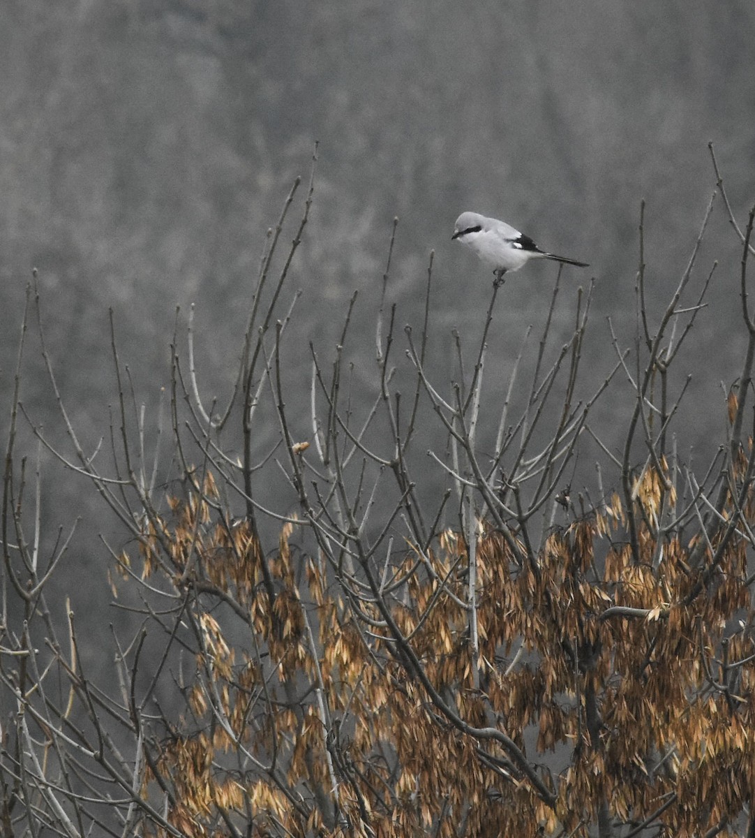 Great Gray Shrike - Milica Plavsic