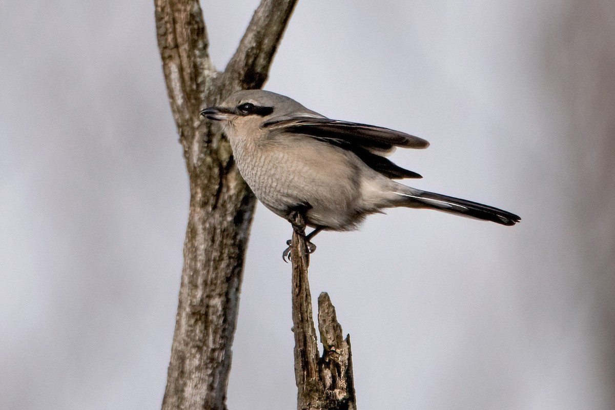 Northern Shrike - Sue Barth