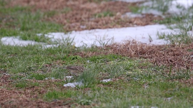 American Pipit - ML290195131