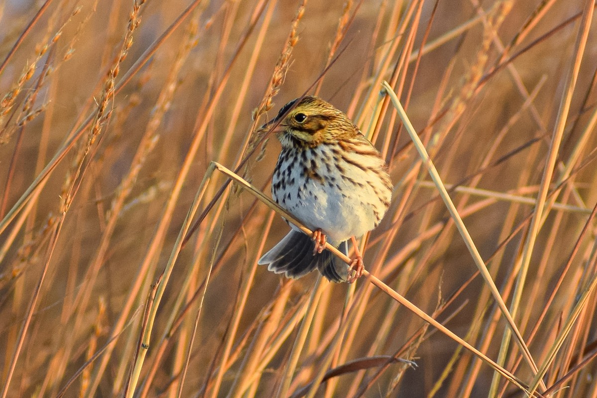 Savannah Sparrow - Mitchell Goldfarb