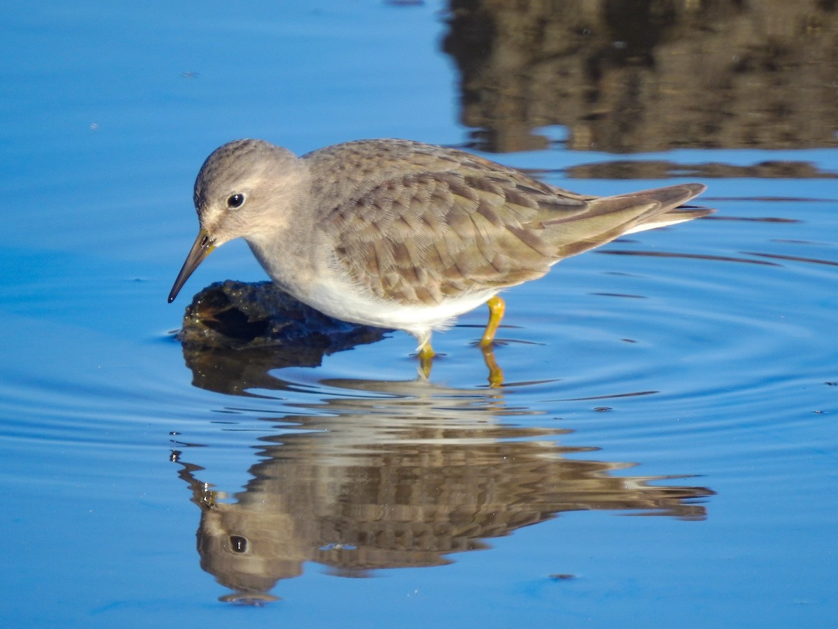 Temminck's Stint - Luís Lourenço