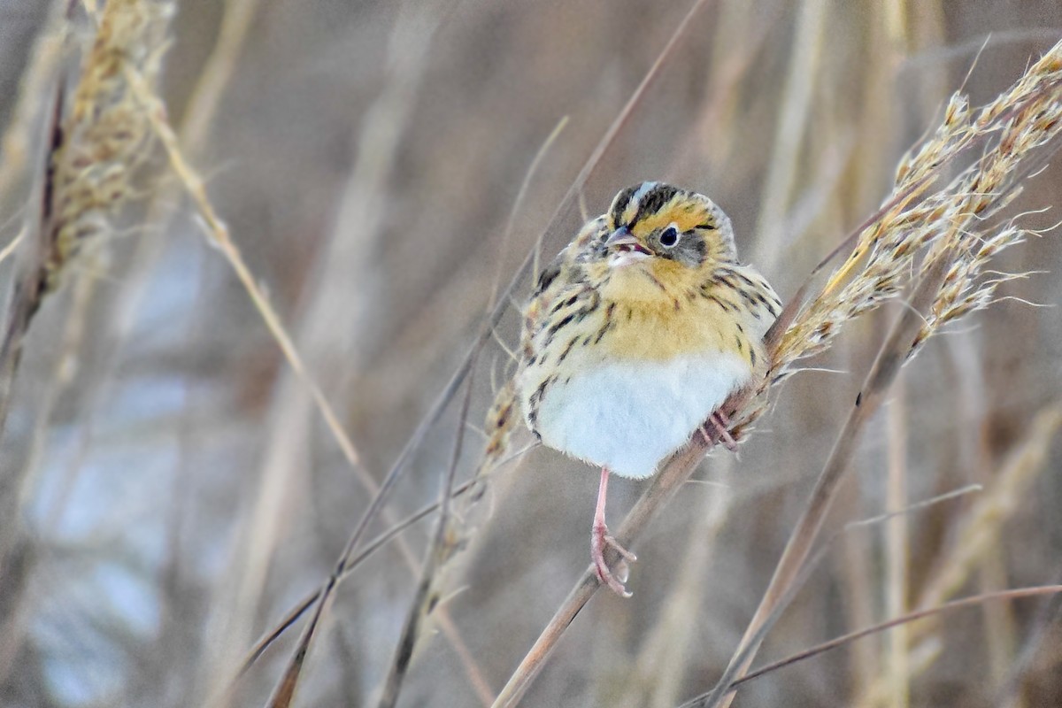 LeConte's Sparrow - ML290196471