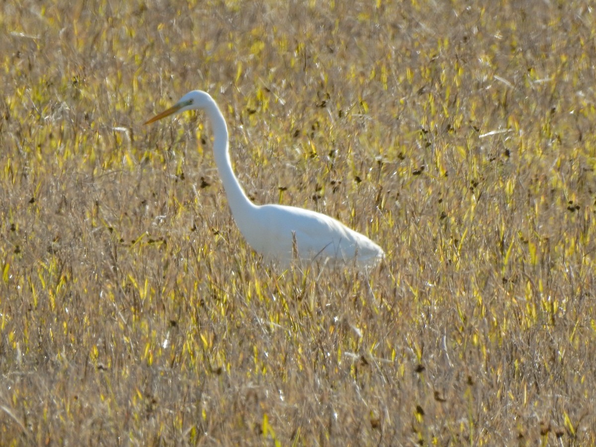 Great Egret - ML290196541