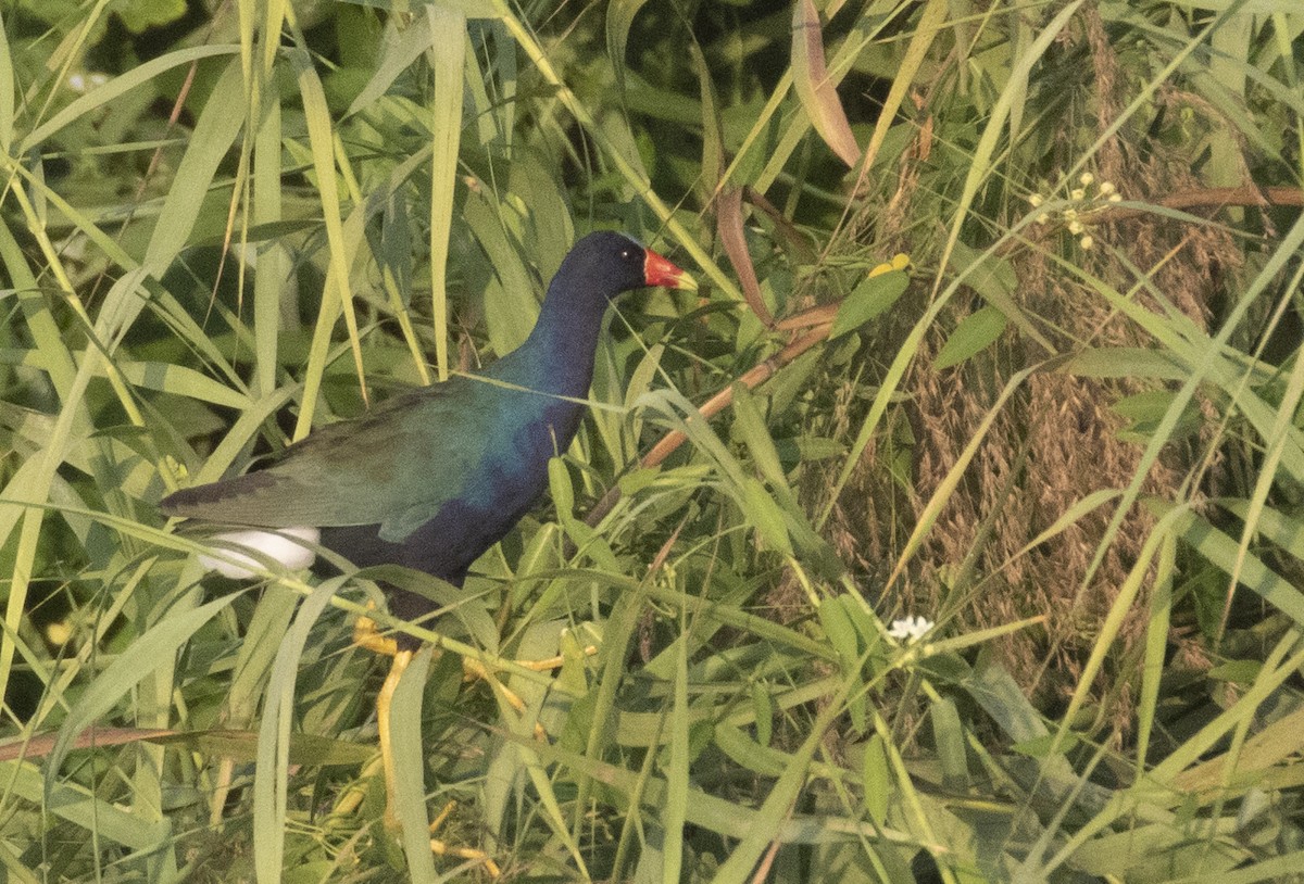 Purple Gallinule - ML290199801