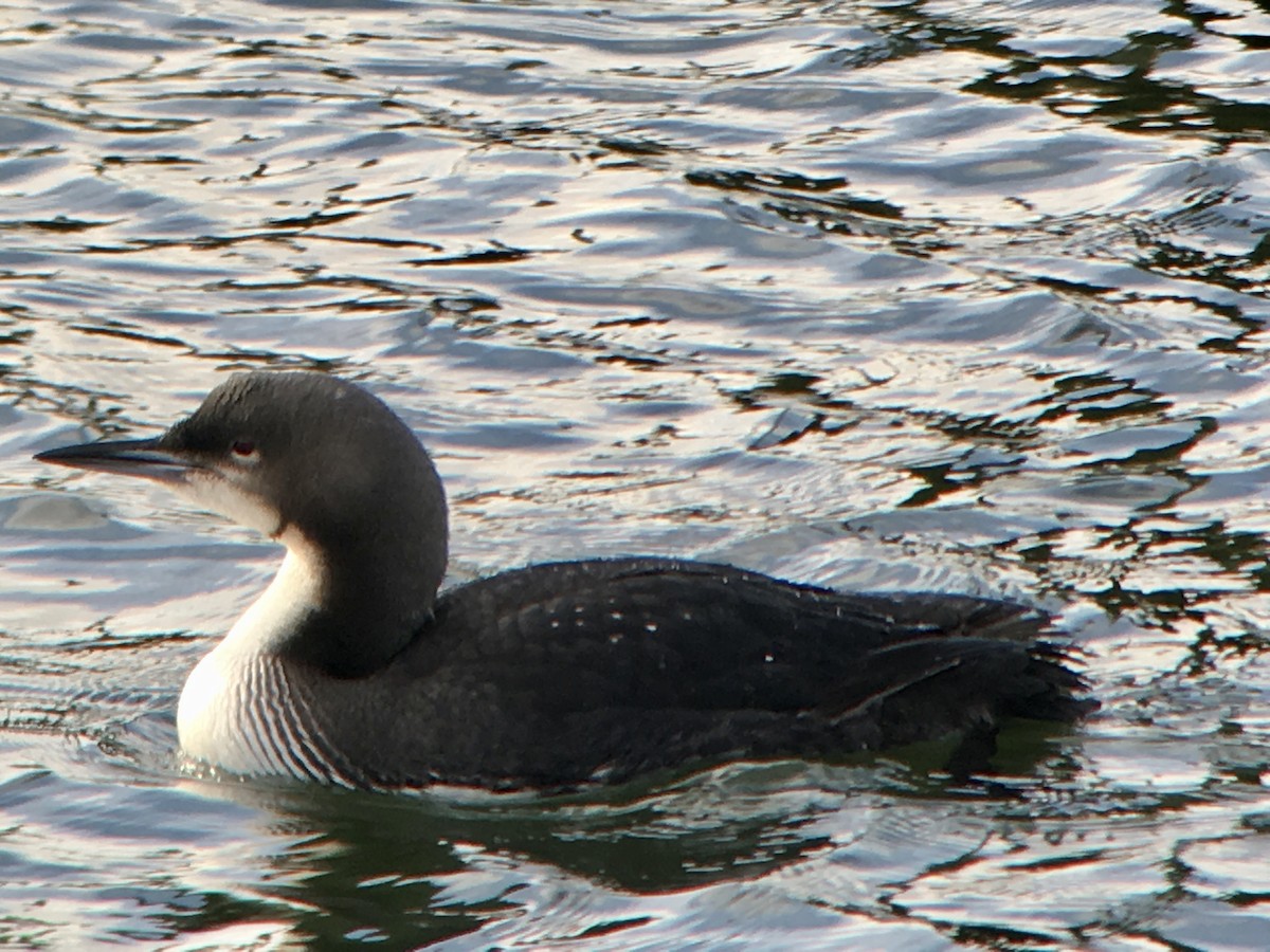 Pacific Loon - Elyse and Tom Fuller