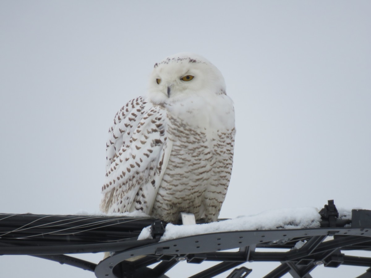 Snowy Owl - Kathy Hardiman