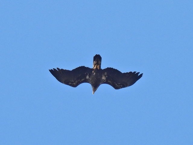 Bald Eagle - ML290202091