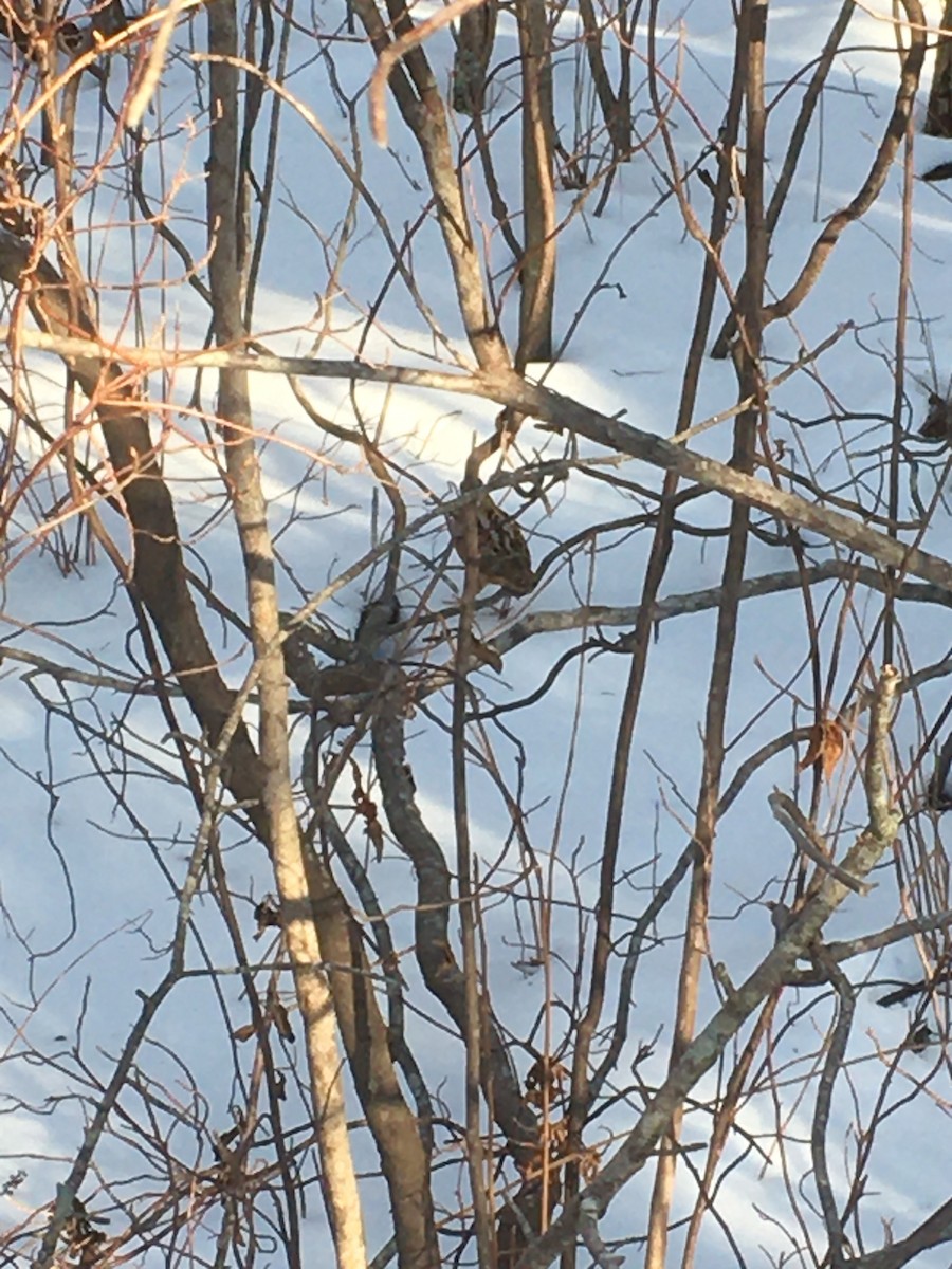 American Woodcock - ML290202841